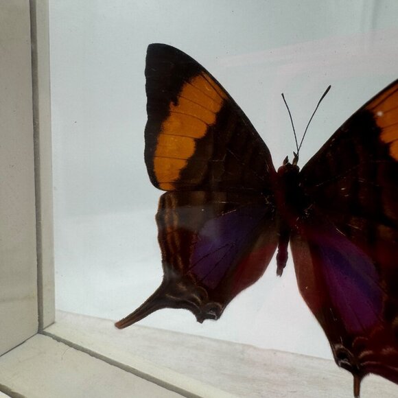 FRAMED DAGGERWING BUTTERFLY (MARPESIA CORINNA) Mounted butterfly wall hanging pi - Picture 3 of 11